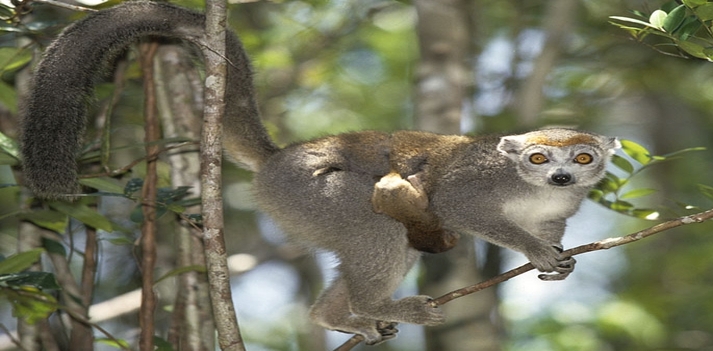 Madagascar - Un viaggio fra baobab, lemuri e natura lussureggiante 3
